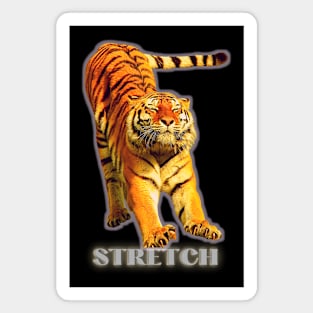 Large tiger doing a stretch exercise - silver text 1 Magnet